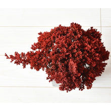 画像をギャラリービューアに読み込む, ドライ盆栽® ガラス花器 組み立てキット 円柱型中サイズ(赤)