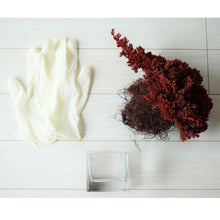 画像をギャラリービューアに読み込む, ドライ盆栽® ガラス花器 組み立てキット 正方形小サイズ(赤)