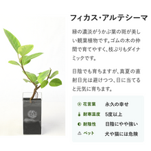 画像をギャラリービューアに読み込む, 【土を使わない観葉植物】テーブルプランツ(Table Plants) フィカス・アルテシーマ