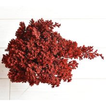 画像をギャラリービューアに読み込む, ドライ盆栽® ガラス花器 組み立てキット 正方形小サイズ(赤)