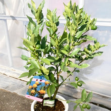 画像をギャラリービューアに読み込む, 【限定30鉢】実付き種なし金柑・ぷちまる(キンカン) 6号 ※予約商品:10/26まで 出荷予定:10/31