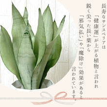 画像をギャラリービューアに読み込む, サンスベリア・ムーンシャイン 5号 マーブル鉢カバー&ポットスタンドセット