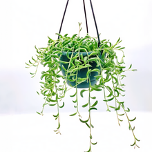 画像をギャラリービューアに読み込む, 【販売期間:6/30まで】多肉植物 三日月ネックレス 吊鉢 5号 1鉢