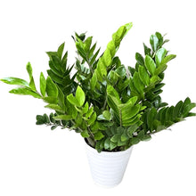 画像をギャラリービューアに読み込む, ザミオクルカス・ザミーフォリア 10号 シンボルツリー