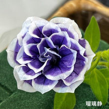 画像をギャラリービューアに読み込む, 【予約商品:5/24発送分】ペチュニア 花衣2色植え 5号