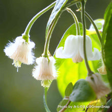 画像をギャラリービューアに読み込む, 【限定56鉢】クレマチス・アンスンエンシス 4号 リング仕立て ※予約商品:12/7まで 出荷予定:12/12