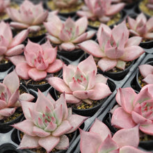 画像をギャラリービューアに読み込む, エケベリア・ロメオ 2.5号 国内実生苗