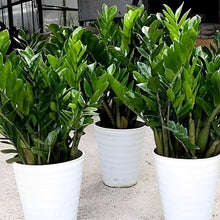 画像をギャラリービューアに読み込む, ザミオクルカス・ザミーフォリア 10号 シンボルツリー