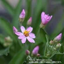 画像をギャラリービューアに読み込む, 【三ツ星品質】ヘリクリサム・ローズビューティー 3.5号 3ポットセット