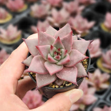 画像をギャラリービューアに読み込む, エケベリア・ロメオ 2.5号 国内実生苗
