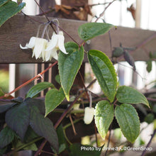 画像をギャラリービューアに読み込む, 【限定56鉢】クレマチス・アンスンエンシス 4号 リング仕立て ※予約商品:12/7まで 出荷予定:12/12