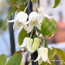 画像をギャラリービューアに読み込む, 【限定56鉢】クレマチス・アンスンエンシス 4号 リング仕立て ※予約商品:12/7まで 出荷予定:12/12