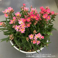 画像をギャラリービューアに読み込む, 【三ツ星品質】ヘリクリサム・ローズビューティー 3.5号 3ポットセット