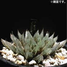 画像をギャラリービューアに読み込む, ハオルチア・クラウドナイン 2号