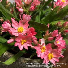 画像をギャラリービューアに読み込む, 【三ツ星品質】ヘリクリサム・ローズビューティー 3.5号 3ポットセット