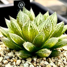 画像をギャラリービューアに読み込む, ハオルチア・クラウドナイン 2号