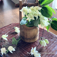 画像をギャラリービューアに読み込む, 【限定56鉢】クレマチス・アンスンエンシス 4号 リング仕立て ※予約商品:12/7まで 出荷予定:12/12