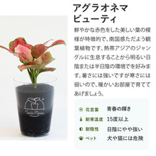 画像をギャラリービューアに読み込む, 【クリスマス限定セット】Table Plants(テーブルプランツ) アグラオネマ ※土を使わずに育てる観葉植物 ※予約商品