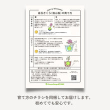 画像をギャラリービューアに読み込む, 苔玉さくら(旭山桜) ※予約商品