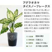 画像をギャラリービューアに読み込む, 【土を使わない観葉植物】テーブルプランツ(Table Plants) アグラオネマ×リサイクルポット(ブラック)