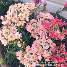 画像をギャラリービューアに読み込む, 【三ツ星品質】ヘリクリサム・ローズビューティー 3.5号 3ポットセット