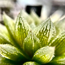 画像をギャラリービューアに読み込む, ハオルチア・クラウドナイン 2号