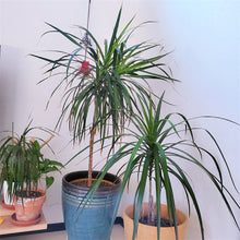 画像をギャラリービューアに読み込む, ドラセナ・コンシンネ 7号 フレックスポットカバーセット