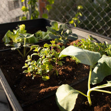 画像をギャラリービューアに読み込む, 【高床式菜園植木鉢・プランター】KETER Urban bloomr(アーバンブルーマー)