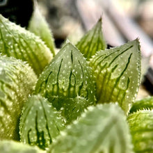 画像をギャラリービューアに読み込む, ハオルチア・クラウドナイン 2号