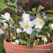 画像をギャラリービューアに読み込む, 【限定28個】クリスマスローズ・ニゲル 3.5号 3ポットセット ※予約商品:11/17まで 出荷予定:11/22より