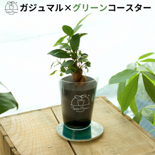 画像をギャラリービューアに読み込む, 【土を使わない観葉植物】 テーブルプランツ(Table Plants) ×カラフルCRYSTAL COASTERセット