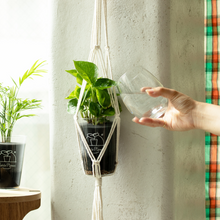 画像をギャラリービューアに読み込む, 【土を使わない観葉植物】つる性テーブルプランツ(Table Plants) ×ハンギングセット