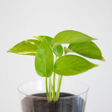 画像をギャラリービューアに読み込む, 【土を使わない観葉植物】テーブルプランツ(Table Plants) ポトス