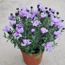 画像をギャラリービューアに読み込む, 【限定55鉢】ラベンダー・ストエカス(フレンチラベンダー) 4号 ※予約商品:6/15まで 出荷予定:6/20