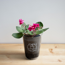 画像をギャラリービューアに読み込む, 【土を使わない花】テーブルプランツ (Table Plants) セントポーリア ※数量限定/予約商品