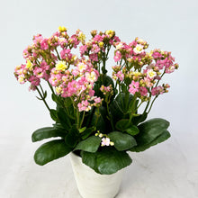画像をギャラリービューアに読み込む, 【限定30個】カランコエ・メイリーブーケ 5号 ※予約商品:4/27まで 出荷予定:5/6