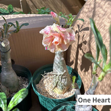 画像をギャラリービューアに読み込む, アデニウム・オベスム 6号