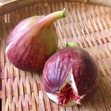 画像をギャラリービューアに読み込む, 【限定30鉢】イチジク・ドーフィン 3.5号 ※出荷予定:6/27