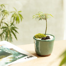 画像をギャラリービューアに読み込む, もみじのミニ盆栽 萬古焼鉢セット 3.5号 1鉢