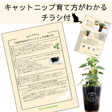 画像をギャラリービューアに読み込む, 【土を使わない観葉植物】猫が喜ぶテーブルプランツ for Cat (Table Plants)キャットニップ 数量限定