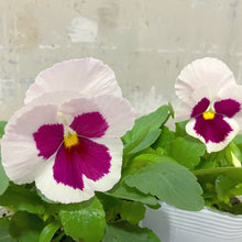 画像をギャラリービューアに読み込む, 【予約商品:11/2まで】パンジー・イチゴちゃん 花苗 3ポットセット