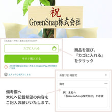 画像をギャラリービューアに読み込む, 【ラッピング&木札付き】パキラ ねじり 7号 ギフトにおすすめ 鉢カバーセット 開店・開業祝い/移転・引っ越し祝い/誕生日祝い