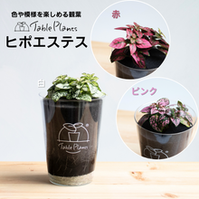 画像をギャラリービューアに読み込む, 【土を使わない観葉植物】つる性テーブルプランツ(Table Plants)ヒポエステス