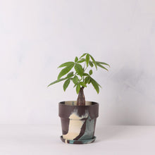 画像をギャラリービューアに読み込む, パキラ 5号 おしゃれなマーブル鉢カバーセット