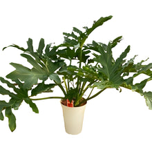 画像をギャラリービューアに読み込む, フィロデンドロン・セローム 6号