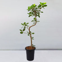 画像をギャラリービューアに読み込む, 【一点物】フランスゴム 8号 高さ約140cm 沖縄の観葉植物 No.526