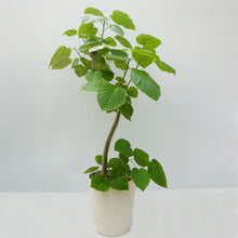 画像をギャラリービューアに読み込む, 【一点物】フィカス・ウンベラータ 8号 沖縄の観葉植物 高さ約130cm No.567