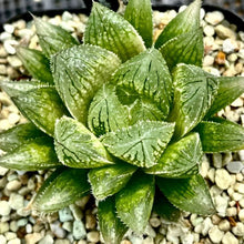 画像をギャラリービューアに読み込む, ハオルチア・クラウドナイン 2号