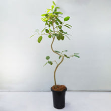 画像をギャラリービューアに読み込む, 【一点物】フィカス・ベンガレンシス 8号 高さ約150cm 沖縄の観葉植物 No.541