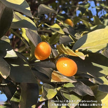 画像をギャラリービューアに読み込む, 【限定30鉢】実付き種なし金柑・ぷちまる(キンカン) 6号 ※予約商品:10/26まで 出荷予定:10/31